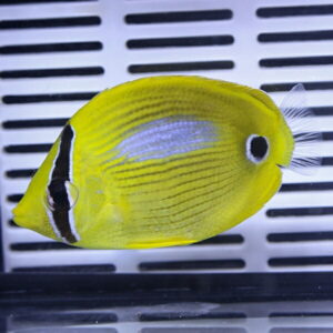Bright yellow tang (surgeonfish) with dark eye ring, swimming in an aquarium with a striped background.