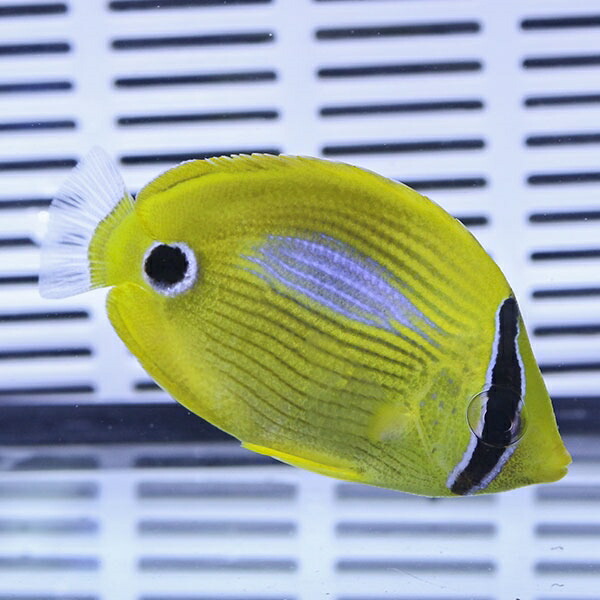 スミツキトノサマダイ 4-6cm! 海水魚 生体 15時までのご注文で当日発送(t114