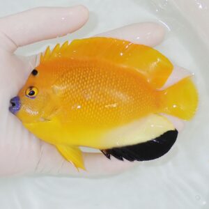 Bright orange-yellow tropical fish held in a hand over clear water.