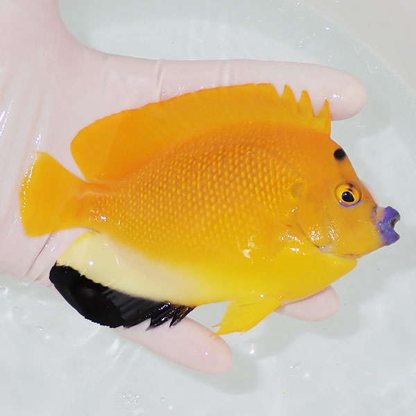 【現物3】シテンヤッコ 13cm±!海水魚 ヤッコ 15時までのご注文で当日発送 (t111(t207