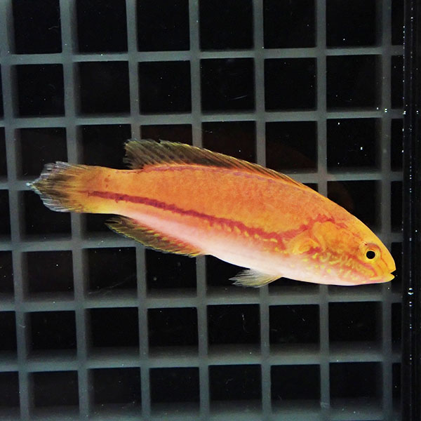 【現物1】ピンテールフェアリーラス 8cm±! 海水魚 ベラ !15時までのご注文で当日発送(t122(t207