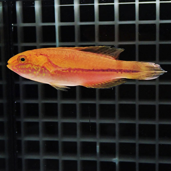 【現物1】ピンテールフェアリーラス 8cm±! 海水魚 ベラ !15時までのご注文で当日発送(t122(t207