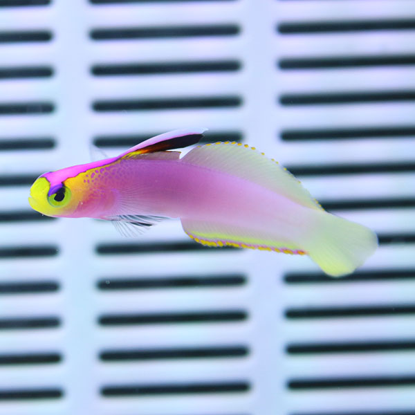 パープルファイヤーゴビー 4-6cm !海水魚 ハゼ 15時までのご注文で当日発送【ハゼ】(t121
