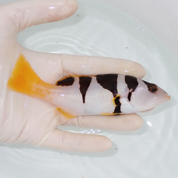 【現物1】コクハンアラ  14cm± !海水魚 生体 15時までのご注文で当日発送(t120(t207