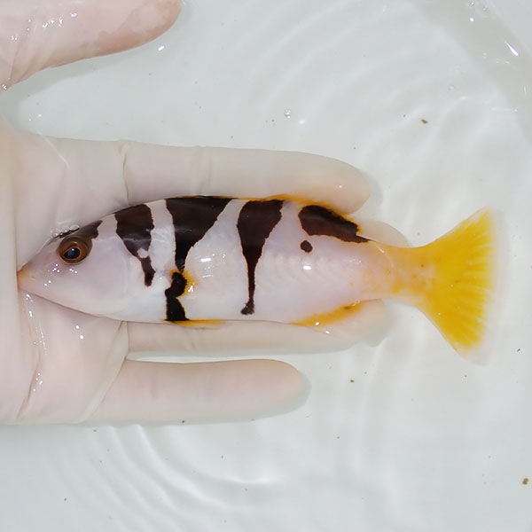 【現物1】コクハンアラ  14cm± !海水魚 生体 15時までのご注文で当日発送(t120(t207