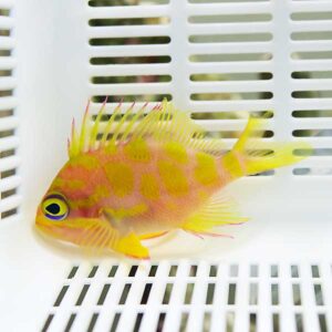 Bright yellow and orange tropical fish inside a white plastic tank with slotted sides and a large eye edge visible.