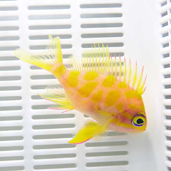 マダラハナダイ 6-8cm± ! 海水魚 ハナダイ 【15時までのご注文で当日発送】(t118