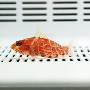 Orange-red patterned fish resting on a white grid in a clean aquarium display tank.