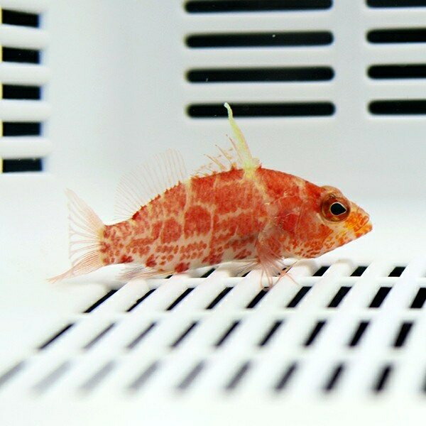 レッドブロッチドパーチレット 3cmぐらい! 海水魚 ハナダイ 【15時までのご注文で当日発送】(t118
