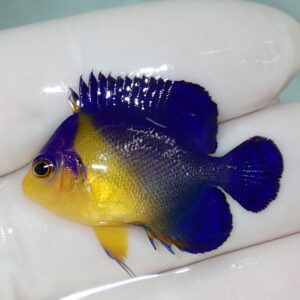 Small tropical fish with a yellow head and blue body, held between gloved fingers.