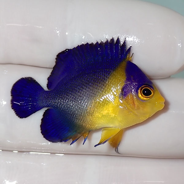 【現物52】sale スミレヤッコ 3.3cm±! 海水魚 ヤッコ 15時までのご注文で当日発送(t111