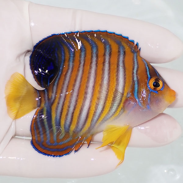 【現物21】ニシキヤッコ 7.5cm±! 海水魚 ヤッコ 15時までのご注文で当日発送(t111