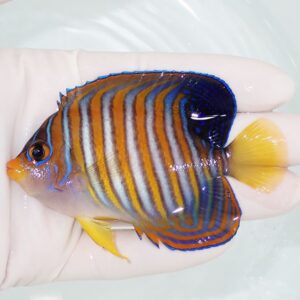 Colorful tropical fish with blue and orange vertical stripes and yellow fins, held in a gloved hand over a pale pool.