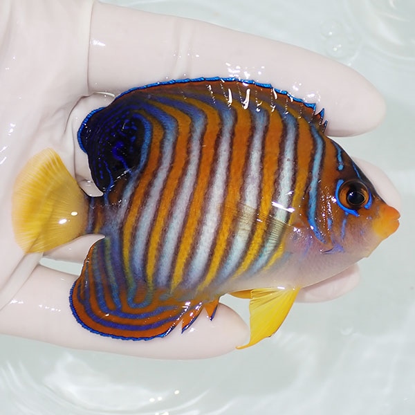 【現物22】ニシキヤッコ 9cm±! 海水魚 ヤッコ 15時までのご注文で当日発送(t111