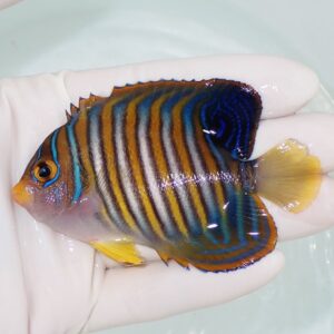 Colorful tropical fish with blue, orange, and yellow vertical stripes held by a gloved hand in water.