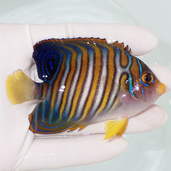 【現物23】背鰭欠け有り ニシキヤッコ 8.5cm±! 海水魚 ヤッコ 15時までのご注文で当日発送(t111