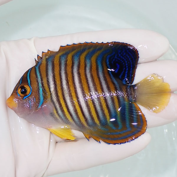 【現物23】背鰭欠け有り ニシキヤッコ 8.5cm±! 海水魚 ヤッコ 15時までのご注文で当日発送(t111