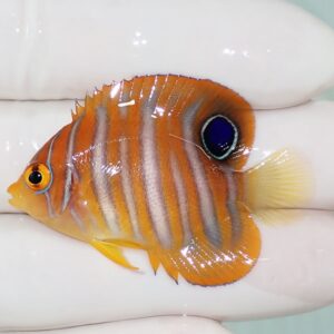 Small orange striped tropical fish held by gloved hands, showing vertical grey stripes and yellow fins.