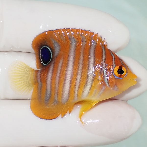 【現物24】ニシキヤッコ 4.5cm±! 海水魚 ヤッコ 15時までのご注文で当日発送(t111