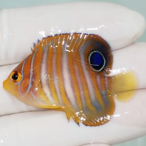 Orange tropical fish with vertical blue-gray stripes and a blue-ringed eyespot, held in a gloved hand for scale.