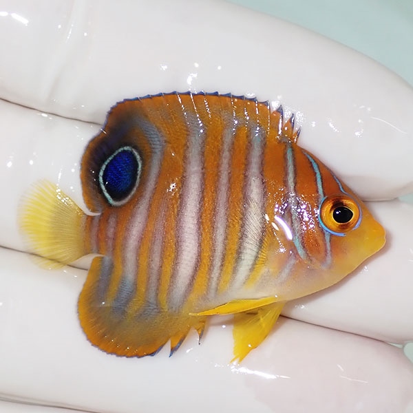 【現物25】ニシキヤッコ 4.5cm±! 海水魚 ヤッコ 15時までのご注文で当日発送(t111