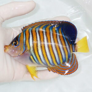 Colorful striped tropical fish held in a gloved hand inside a clear bag of water.
