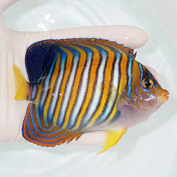 【現物26】ニシキヤッコ 12.5cm±! 海水魚 ヤッコ 15時までのご注文で当日発送(t111