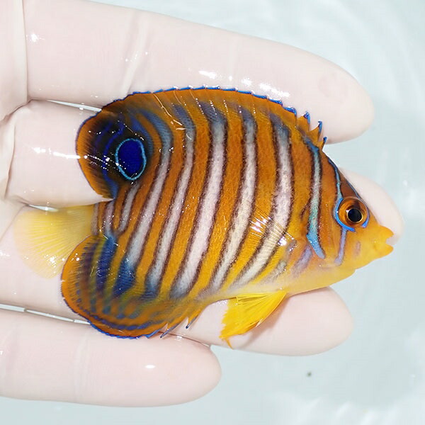【現物27】冷凍コペポーダOK ニシキヤッコ 7.3cm±! 海水魚 ヤッコ 15時までのご注文で当日発送(t111