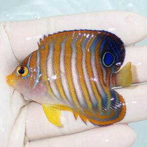 Small tropical reef fish with orange body and blue-striped pattern, yellow fins, held in a person’s hand.
