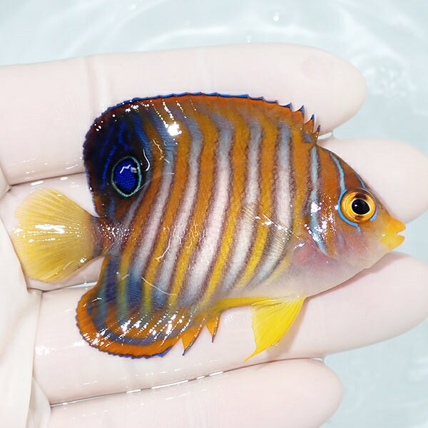 【現物28】冷凍コペポーダOK ニシキヤッコ 6.5cm±! 海水魚 ヤッコ 15時までのご注文で当日発送(t111