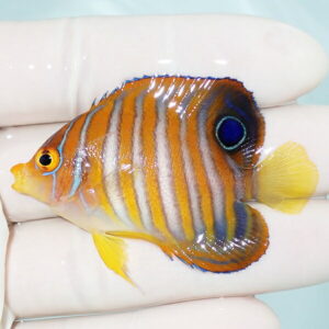 Small tropical fish with orange body, blue-ringed eye near tail, and yellow fins held by gloved fingers.