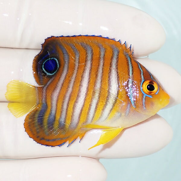 【現物29】冷凍コペポーダOK ニシキヤッコ 5.5cm±! 海水魚 ヤッコ 15時までのご注文で当日発送(t111