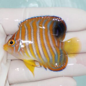 Colorful tropical fish with orange, yellow, and blue stripes held in a gloved hand.