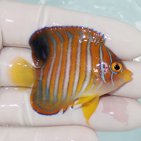【現物101】ニシキヤッコ 5.5cm±! 海水魚 ヤッコ 15時までのご注文で当日発送(t111
