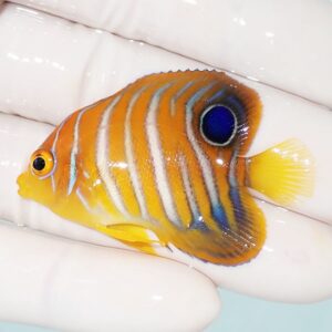 Tiny orange tropical fish with white vertical stripes and a blue circular spot near its back, held on a gloved hand.