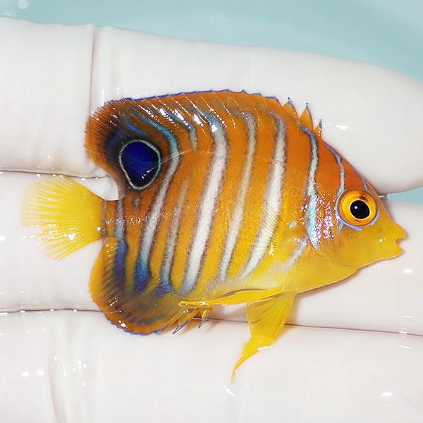 【現物19】モルディブ産 インドニシキヤッコ 4.7cm±! 海水魚 ヤッコ 15時までのご注文で当日発送(t111