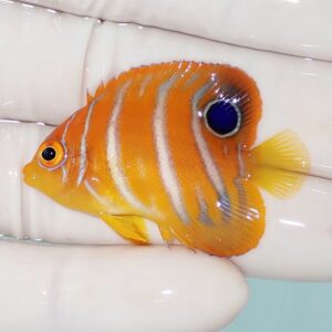 Orange tropical fish with white vertical stripes and a blue eye, held on a gloved hand.