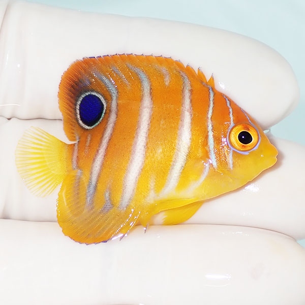 【現物18】モルディブ産 インドニシキヤッコ 4.2cm±! 海水魚 ヤッコ 15時までのご注文で当日発送(t111