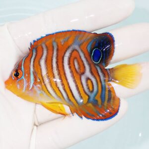 Small tropical butterflyfish with orange body and blue wavy stripes being held in a gloved hand over a pale water background