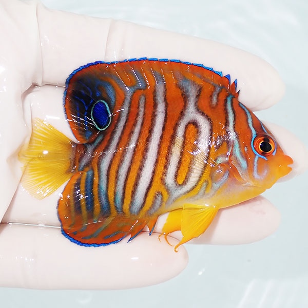 【現物】粒エサOK イレギュラーバンド ニシキヤッコ 8.5cm±! 海水魚 ヤッコ 15時までのご注文で当日発送(t111