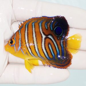 Colorful tropical butterflyfish with orange body and blue-black stripes held in a gloved hand; yellow fins stand out against pale background.
