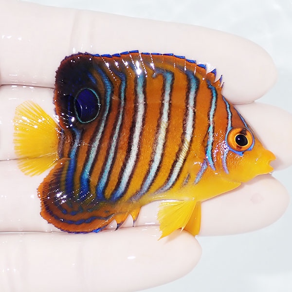 【現物17】モルディブ産 インドニシキヤッコ 6.3cm±! 海水魚 ヤッコ 15時までのご注文で当日発送(t111