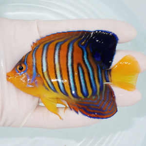 Regal angelfish with blue and orange vertical stripes and a yellow tail, held in a gloved hand over water.