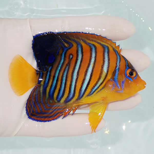 【現物1】モルディブ産インドニシキヤッコ 9cm±! 海水魚 ヤッコ 15時までのご注文で当日発送(t111