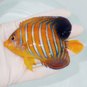 Bright orange striped tropical fish held in a gloved hand, with blue vertical stripes and yellow fins.
