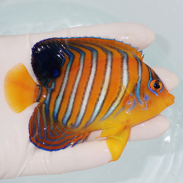 【現物2】モルディブ産インドニシキヤッコ 10cm±! 海水魚 ヤッコ 15時までのご注文で当日発送(t111