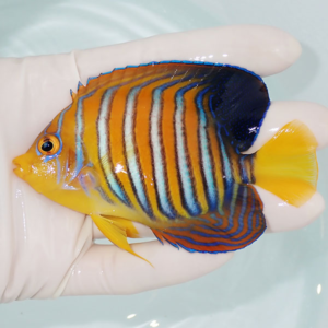 Small tropical fish with an orange body and blue vertical stripes being held in a gloved hand over pale water.