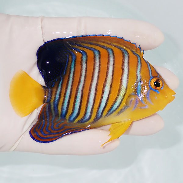 【現物3】モルディブ産インドニシキヤッコ 9cm±! 海水魚 ヤッコ 15時までのご注文で当日発送(t111