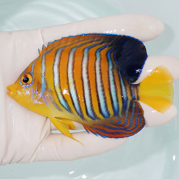 【現物3】モルディブ産インドニシキヤッコ 9cm±! 海水魚 ヤッコ 15時までのご注文で当日発送(t111