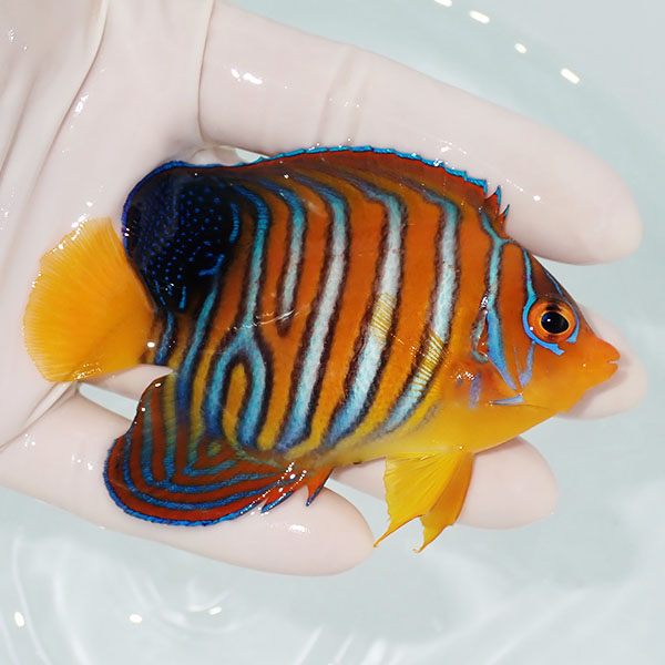【現物4】モルディブ産インドニシキヤッコ 8.7cm±! 海水魚 ヤッコ 15時までのご注文で当日発送(t111